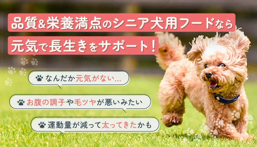 シニア犬用フードなら愛犬の元気と長生きをサポート！