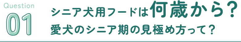 シニア犬用フードは何歳から？シニア期の見極め方